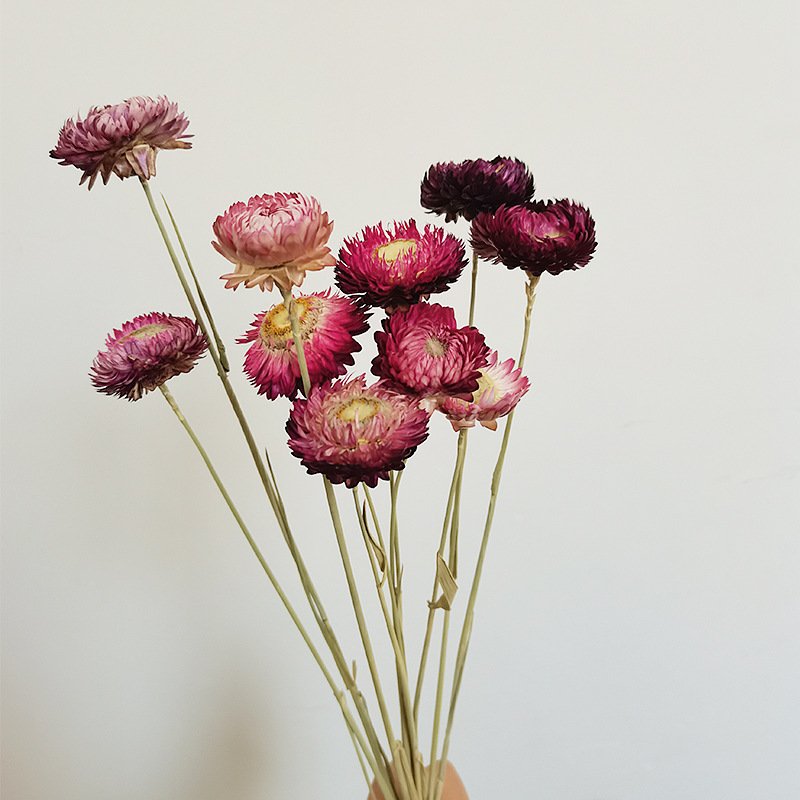 AX-38 Hot Selling Real Eternal Preserved Daisy Long-lasting Dried Straw Flowers for Christmas and Wedding Decorations