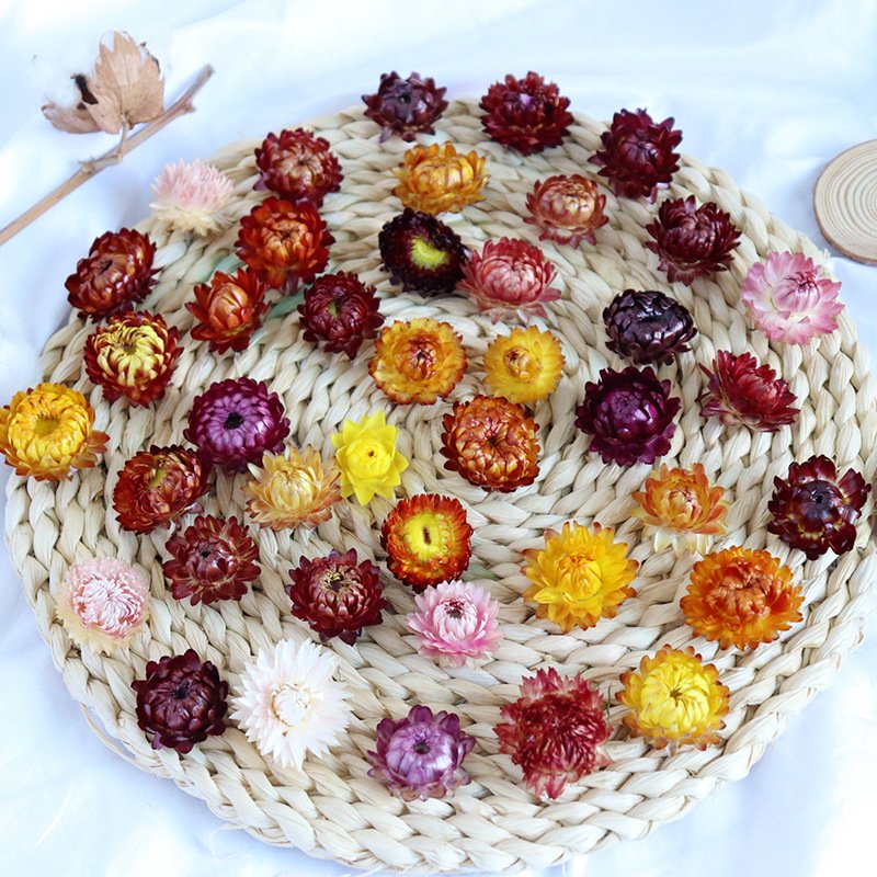 AX-38 Hot Selling Real Eternal Preserved Daisy Long-lasting Dried Straw Flowers for Christmas and Wedding Decorations