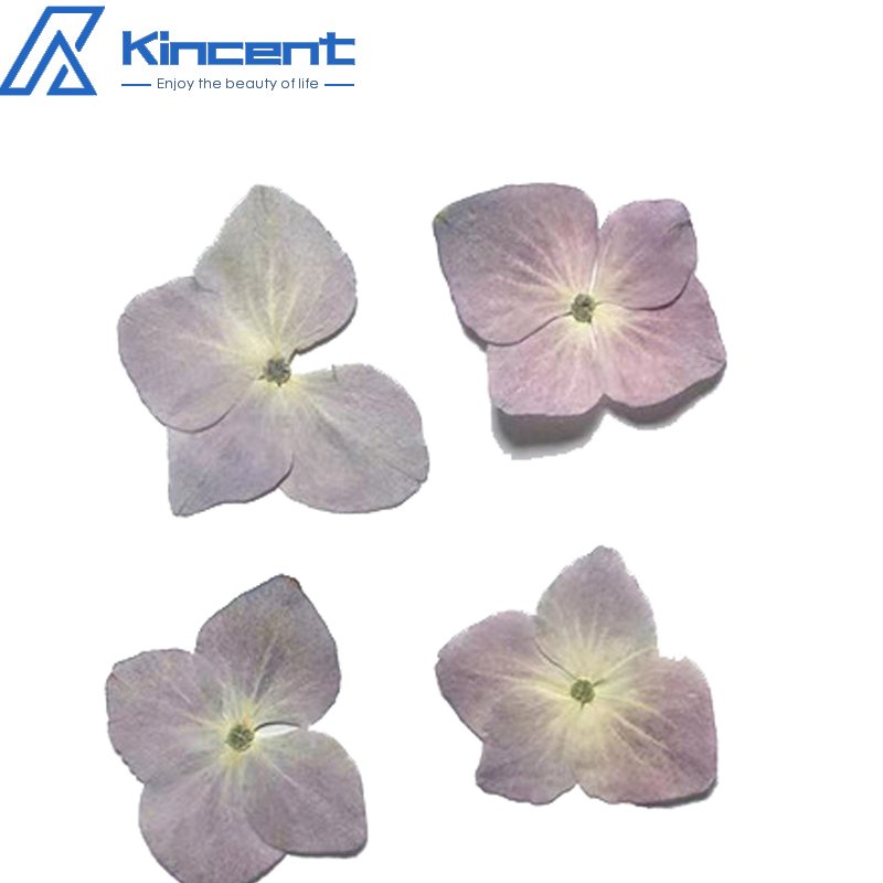 Factory Direct Dried Natural Pressed Hydrangea Flower Embossed DIY Drip Glue Flowers Dried Flower Accessories
