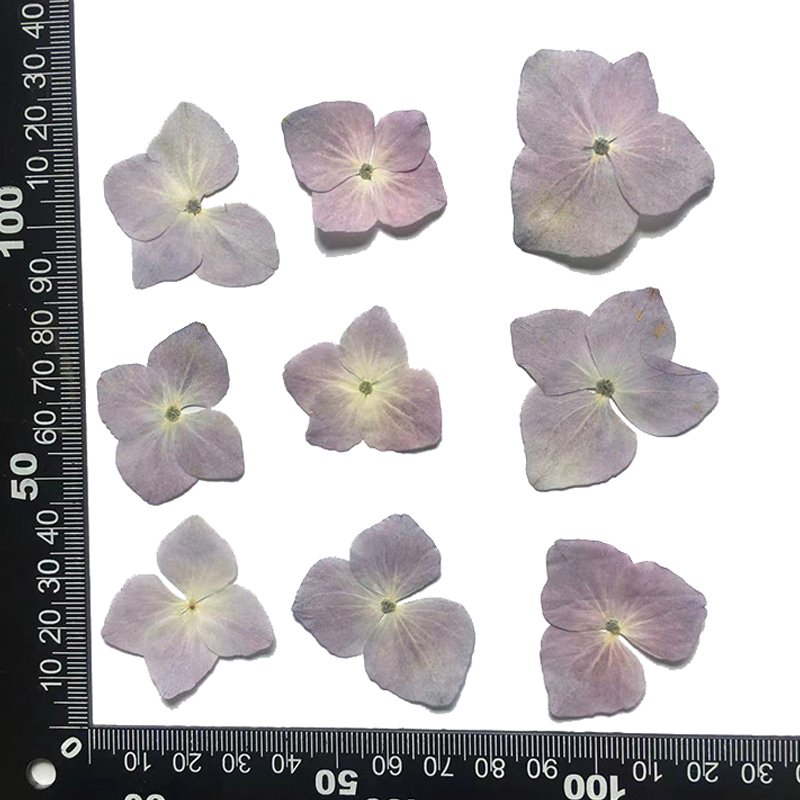 Factory Direct Dried Natural Pressed Hydrangea Flower Embossed DIY Drip Glue Flowers Dried Flower Accessories