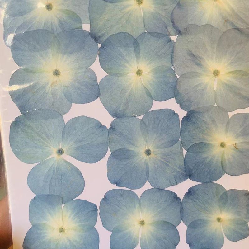 Factory Direct Dried Natural Pressed Hydrangea Flower Embossed DIY Drip Glue Flowers Dried Flower Accessories