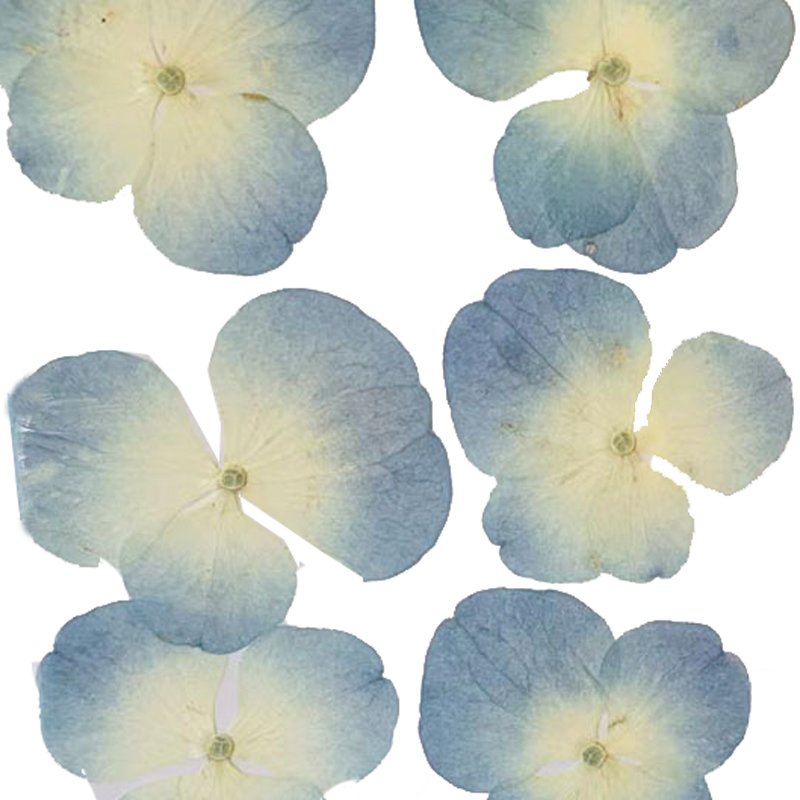 Factory Direct Dried Natural Pressed Hydrangea Flower Embossed DIY Drip Glue Flowers Dried Flower Accessories