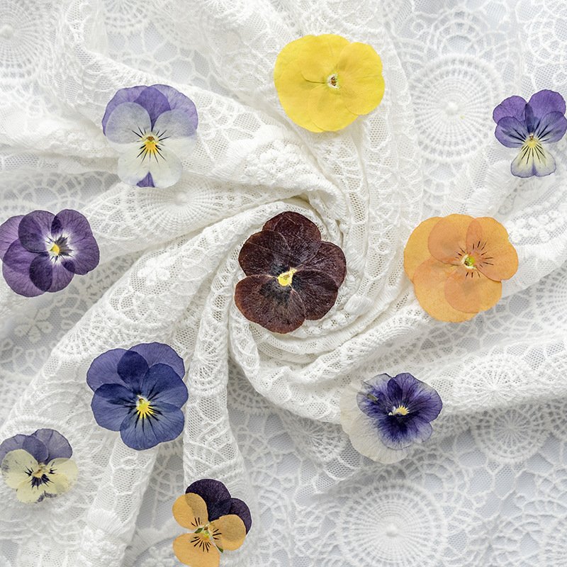 Real Dried Pressed Flower Pansy Flower For Resin Art Candle Making