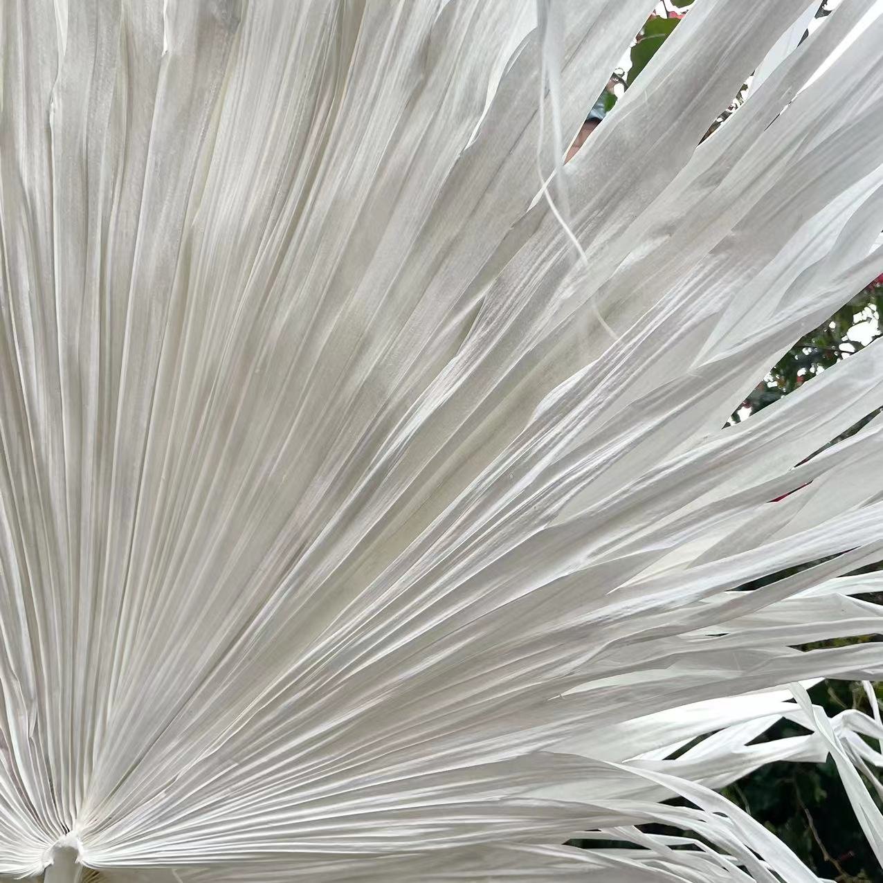 Top Sale Wholesale Dried Flowers Large Dried White Palm Leaves for Decoration