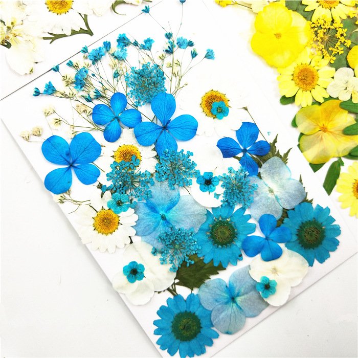 Real Dried Pressed Flowers Leaves Natural Pressed Chrysanthemum Daisy Flowers with Tweezers for Scrapbooking DIY Candle