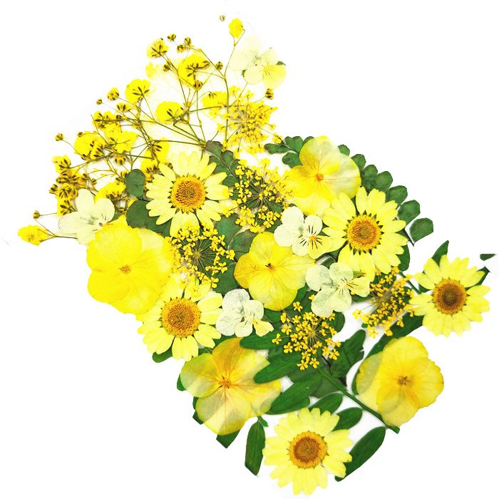 Real Dried Pressed Flowers Leaves Natural Pressed Chrysanthemum Daisy Flowers with Tweezers for Scrapbooking DIY Candle