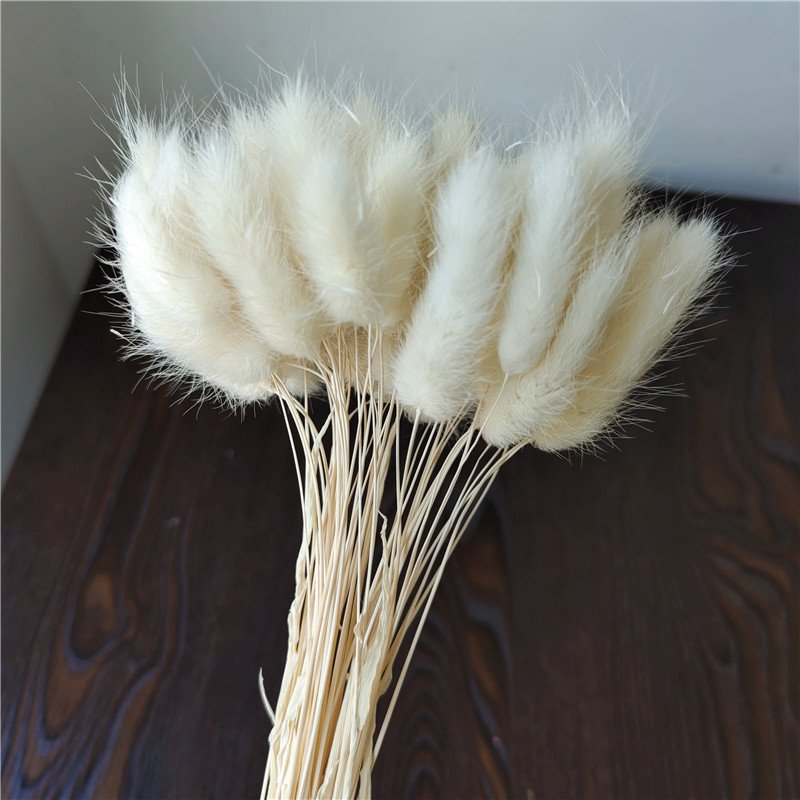 O-X722 Natural Dried Flowers Rabbit Tail Grass Bundle Opp Bag Christmas Decorative Flowers Long Lasting Preserved Bunny Tails