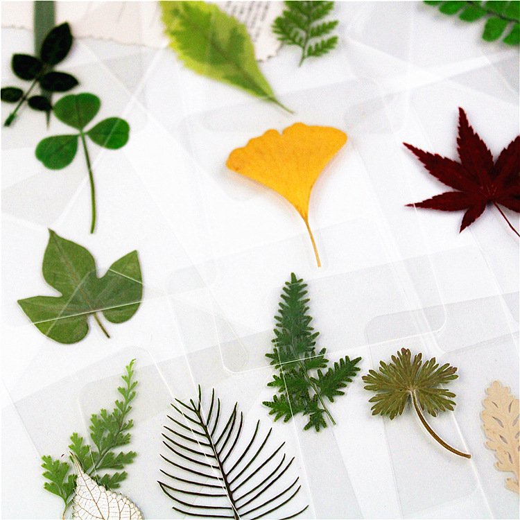 Fast Delivery Dried Leaf Laminated Bookmark Plant Specimen Laminated Bookmark Leaf Bookmark Ginkgo