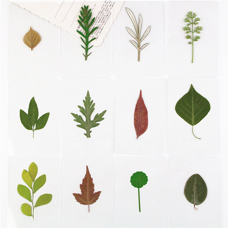 Fast Delivery Dried Leaf Laminated Bookmark Plant Specimen Laminated Bookmark Leaf Bookmark Ginkgo