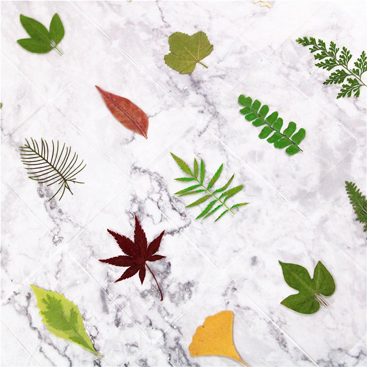 Fast Delivery Dried Leaf Laminated Bookmark Plant Specimen Laminated Bookmark Leaf Bookmark Ginkgo