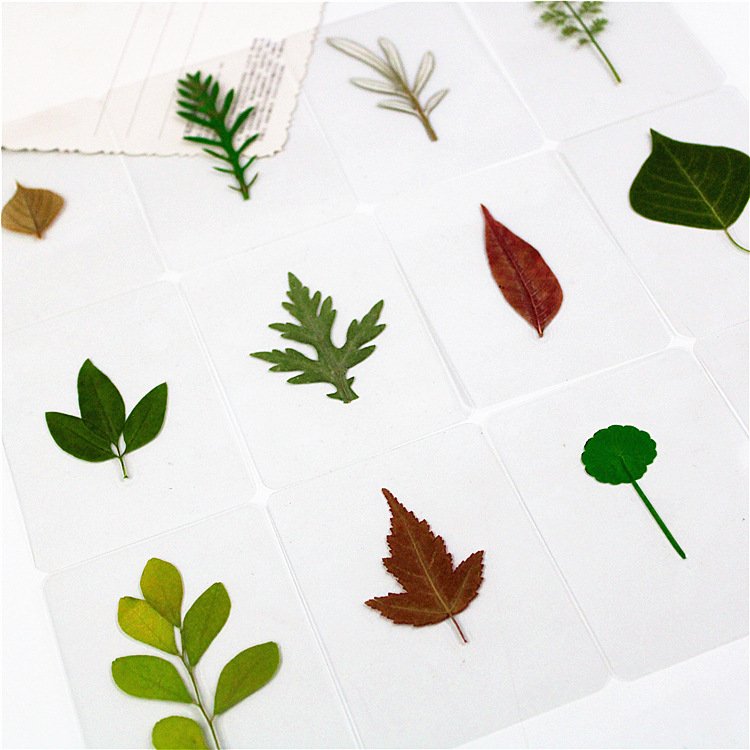 Fast Delivery Dried Leaf Laminated Bookmark Plant Specimen Laminated Bookmark Leaf Bookmark Ginkgo