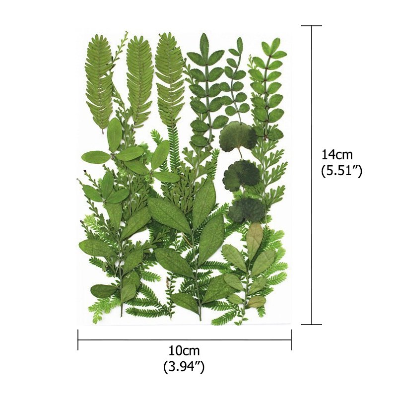 Dried Pressed Leaves For Resin Dried Leaves For Art Diy Handmade Natural Dried Leaf Decoration
