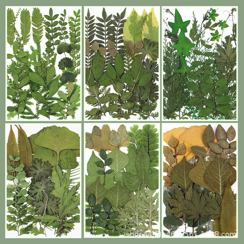 Dried Pressed Leaves For Resin Dried Leaves For Art Diy Handmade Natural Dried Leaf Decoration