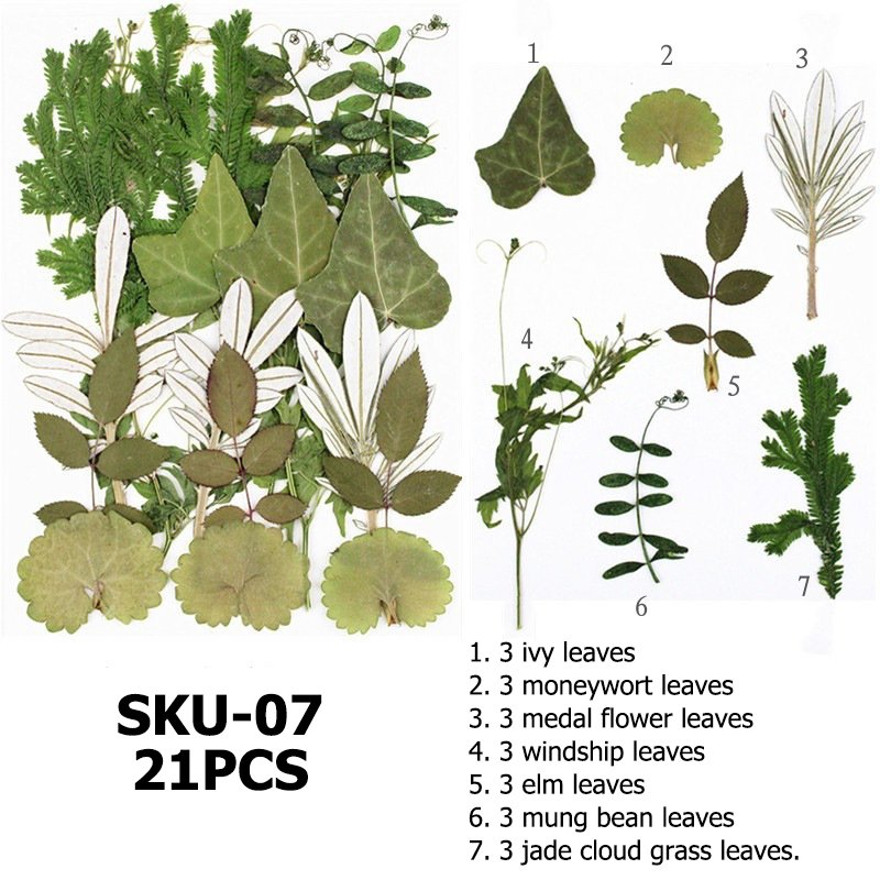 Dried Pressed Leaves For Resin Dried Leaves For Art Diy Handmade Natural Dried Leaf Decoration