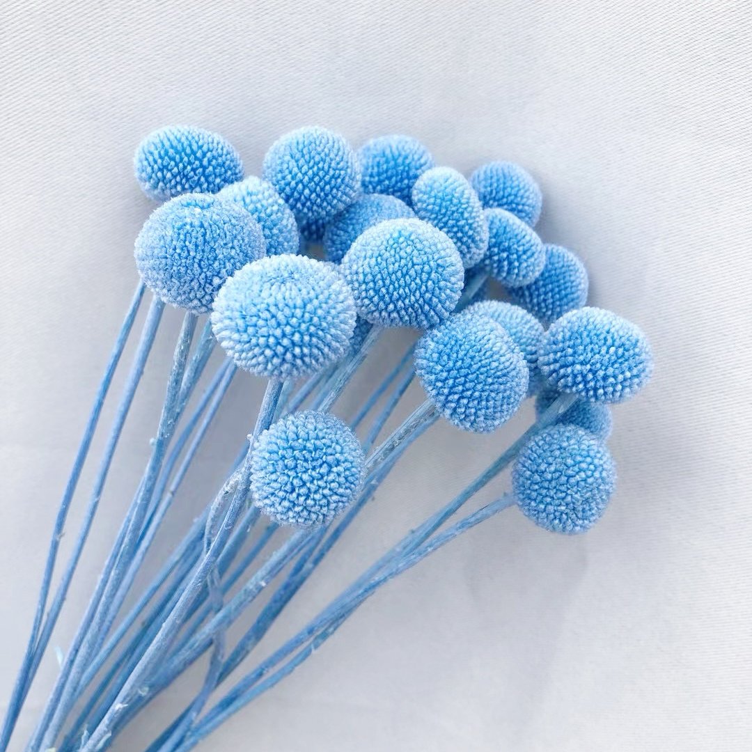 20Stems Billy Ball Craspedia Australian drumstick Chrysanthemum Preserved Flower for Home Wedding Party Themed Decorations