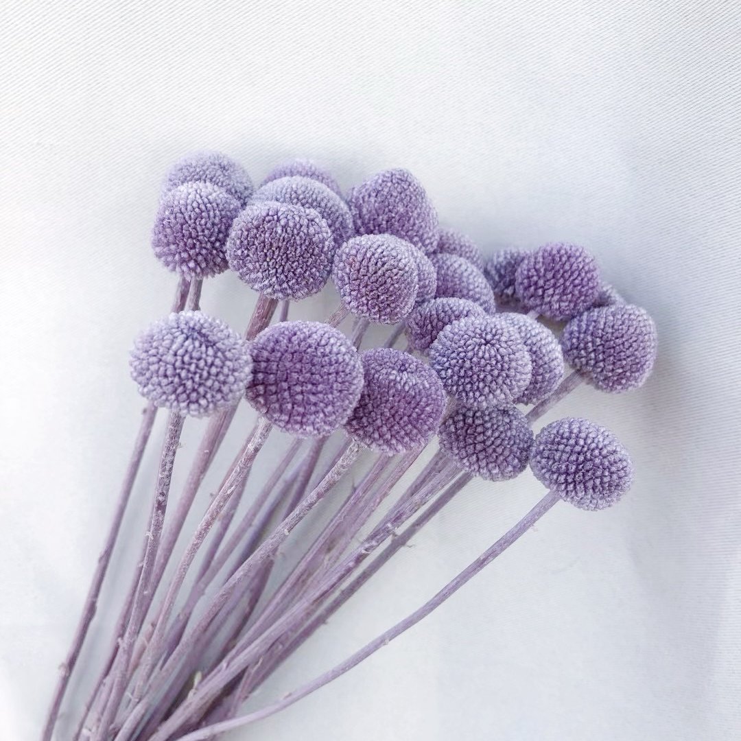 20Stems Billy Ball Craspedia Australian drumstick Chrysanthemum Preserved Flower for Home Wedding Party Themed Decorations