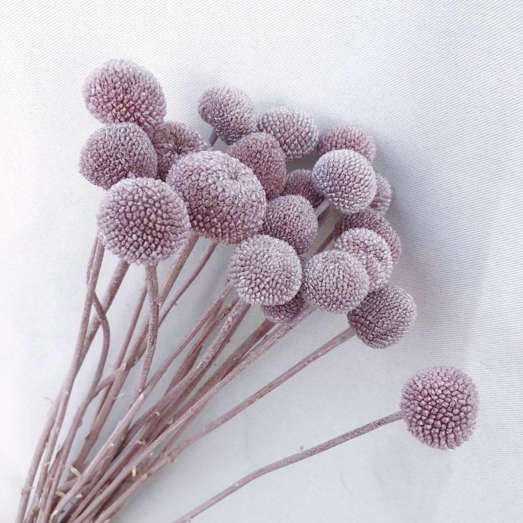 20Stems Billy Ball Craspedia Australian drumstick Chrysanthemum Preserved Flower for Home Wedding Party Themed Decorations