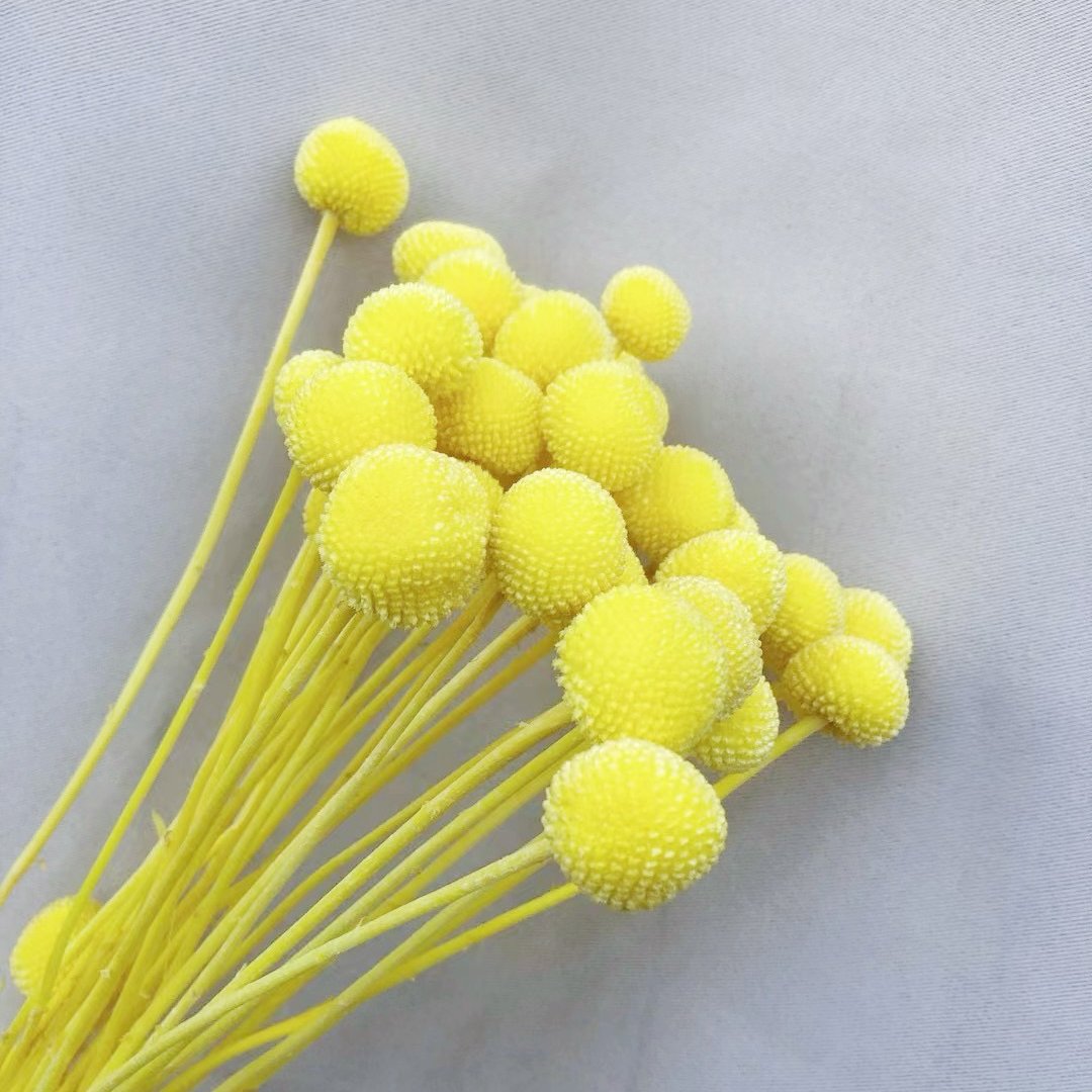 20Stems Billy Ball Craspedia Australian drumstick Chrysanthemum Preserved Flower for Home Wedding Party Themed Decorations