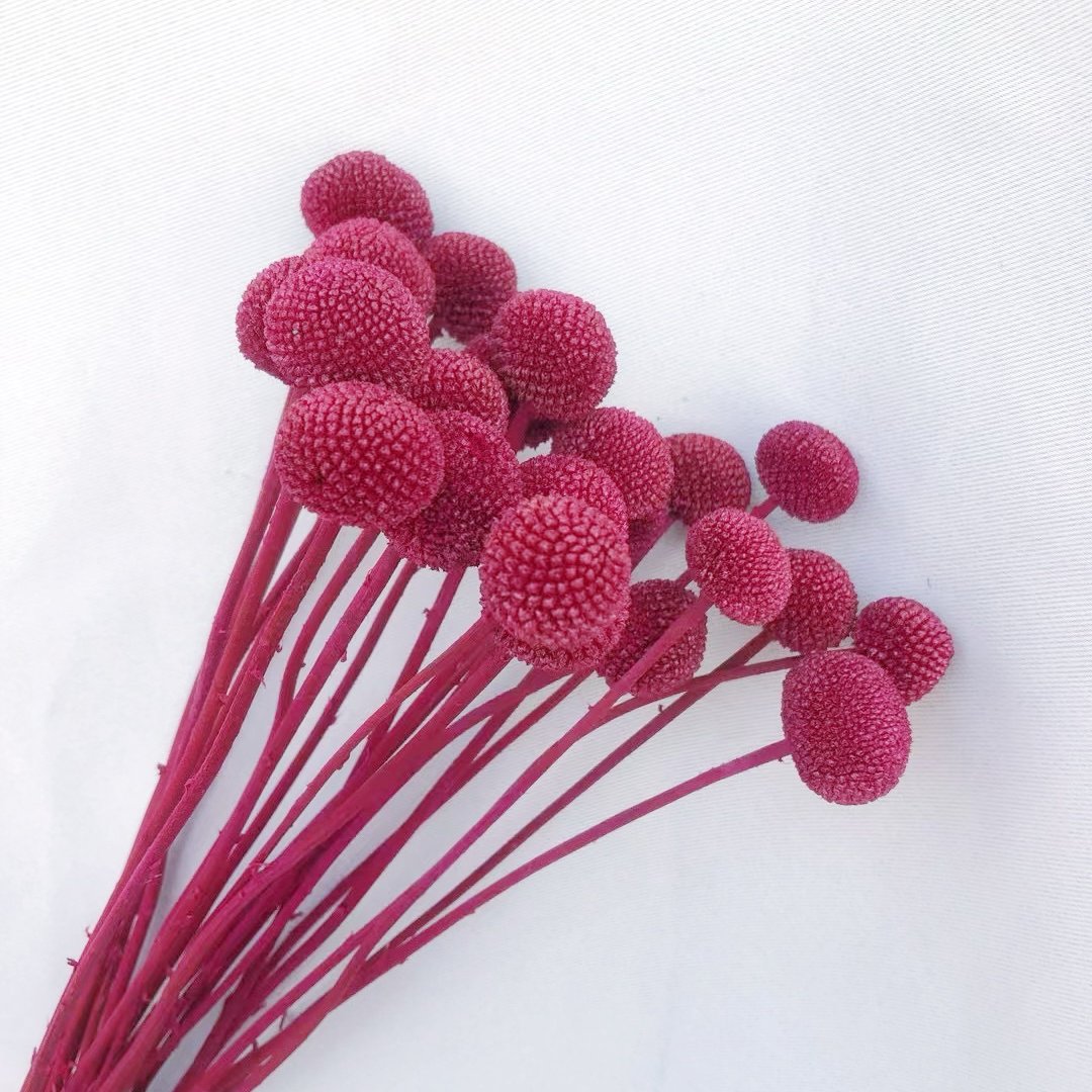 20Stems Billy Ball Craspedia Australian drumstick Chrysanthemum Preserved Flower for Home Wedding Party Themed Decorations