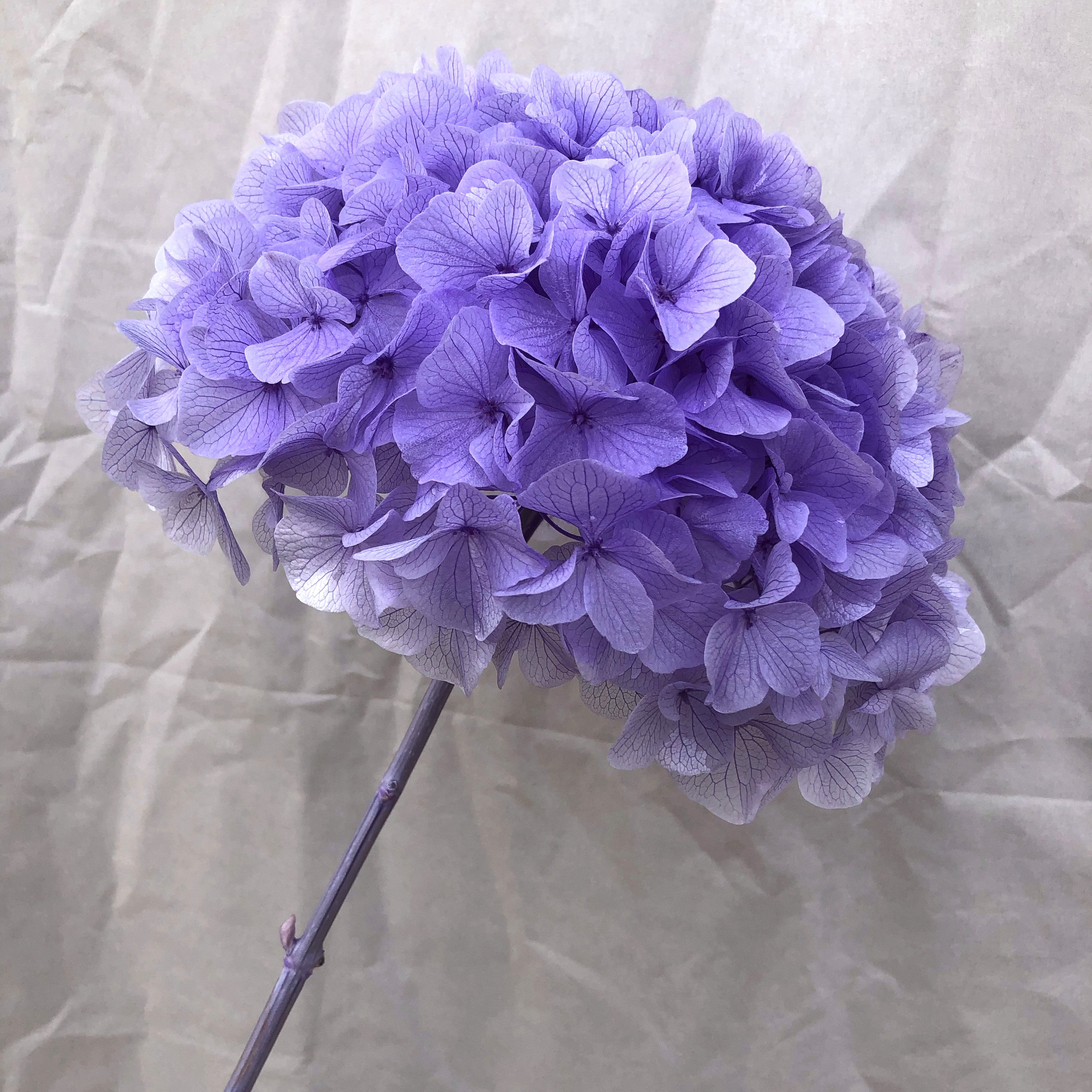 2024 hot sale real touch large hydrangea flower high quality preserved large leaf hydrangea real touch hydrangea flower