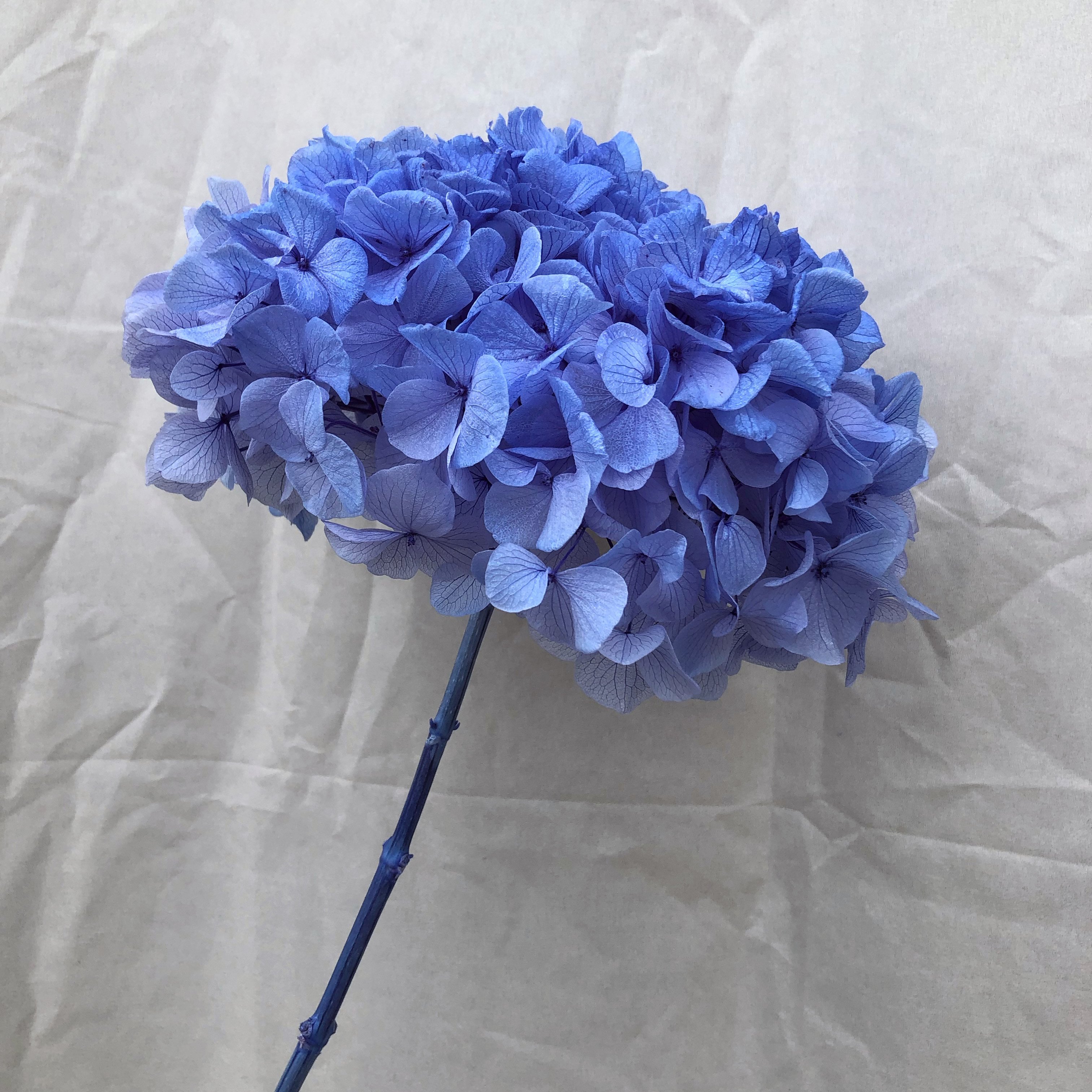 2024 hot sale real touch large hydrangea flower high quality preserved large leaf hydrangea real touch hydrangea flower