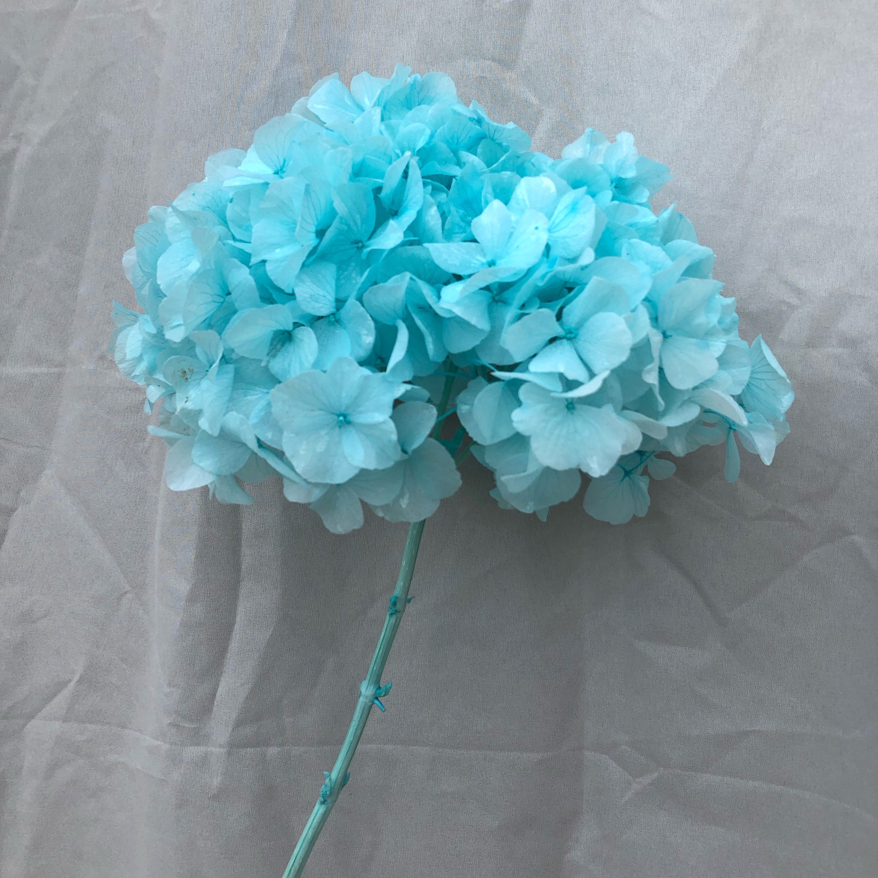 2024 hot sale real touch large hydrangea flower high quality preserved large leaf hydrangea real touch hydrangea flower