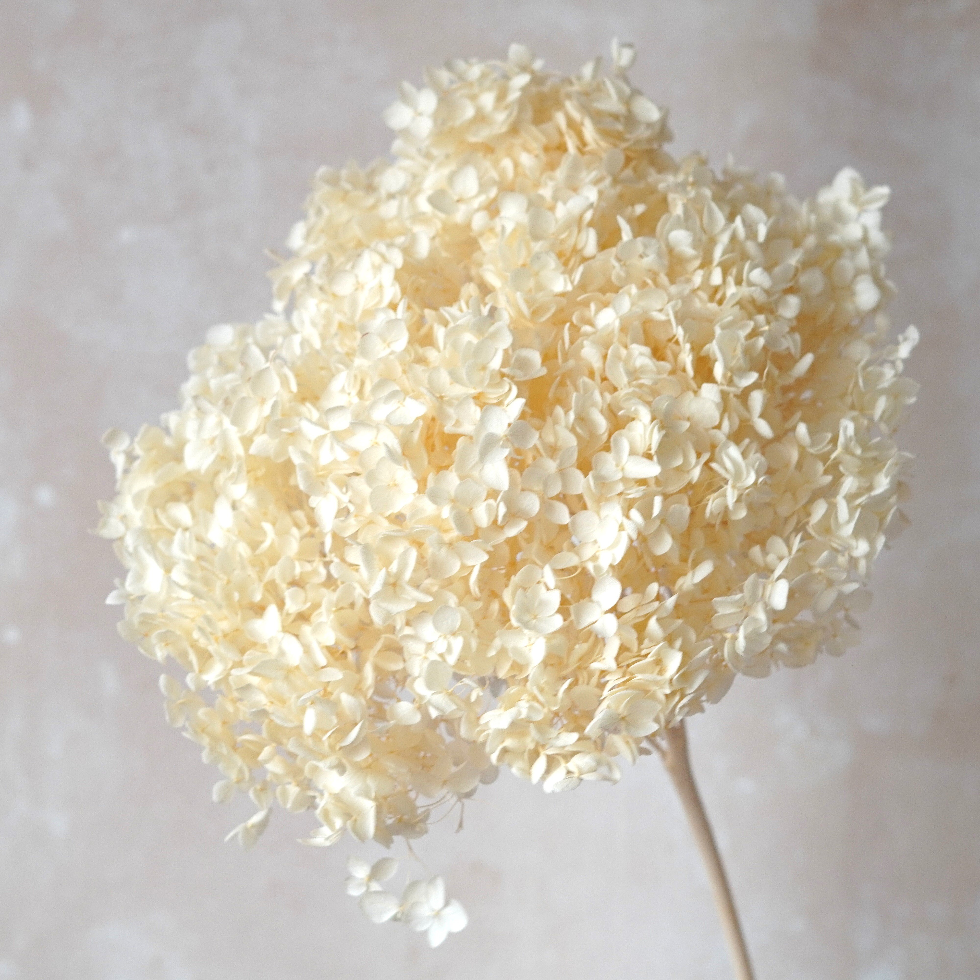 High Quality LARGE Head Preserved Hydrangeas|Dried Flowers|Natural Arrangement