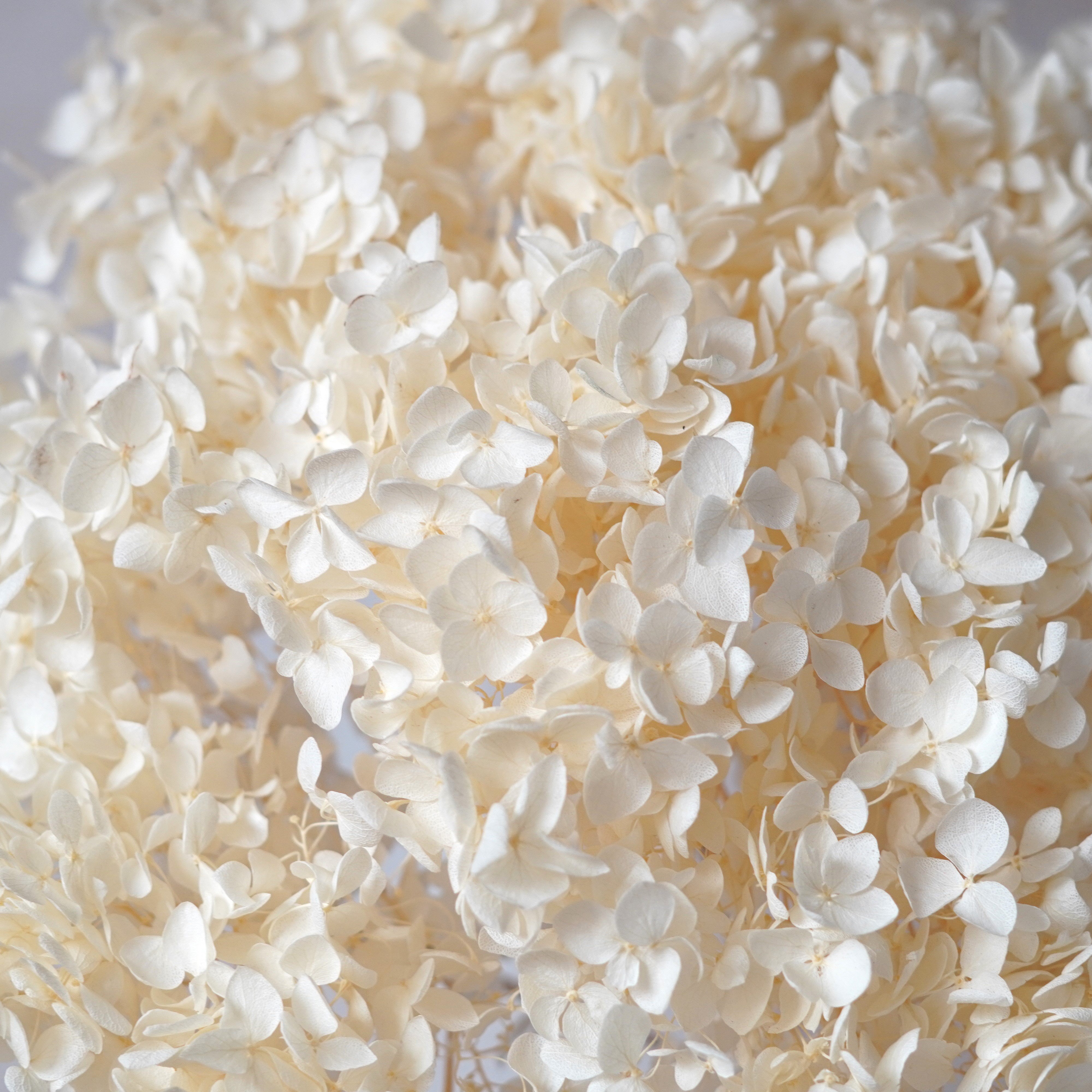 High Quality LARGE Head Preserved Hydrangeas|Dried Flowers|Natural Arrangement