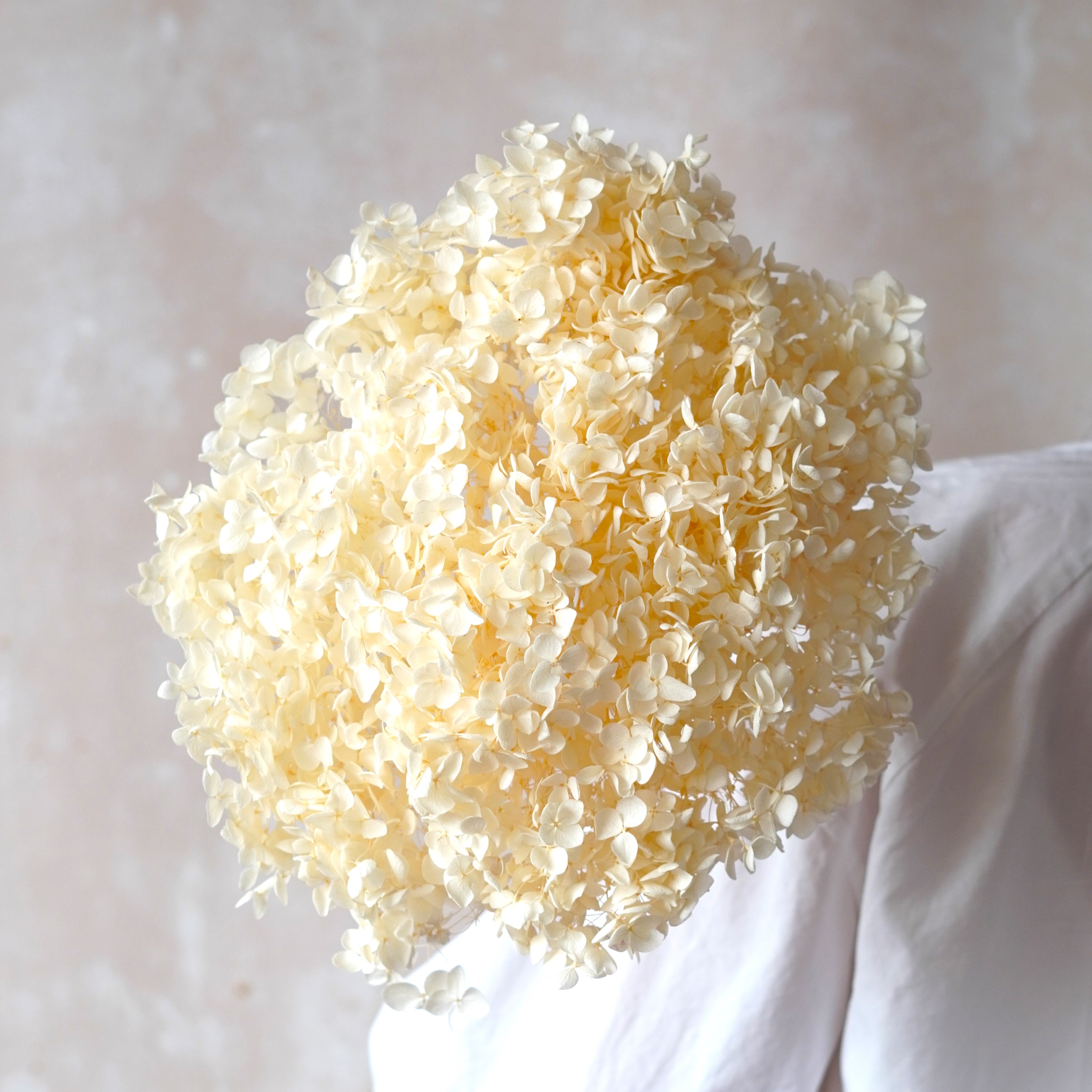 High Quality LARGE Head Preserved Hydrangeas|Dried Flowers|Natural Arrangement
