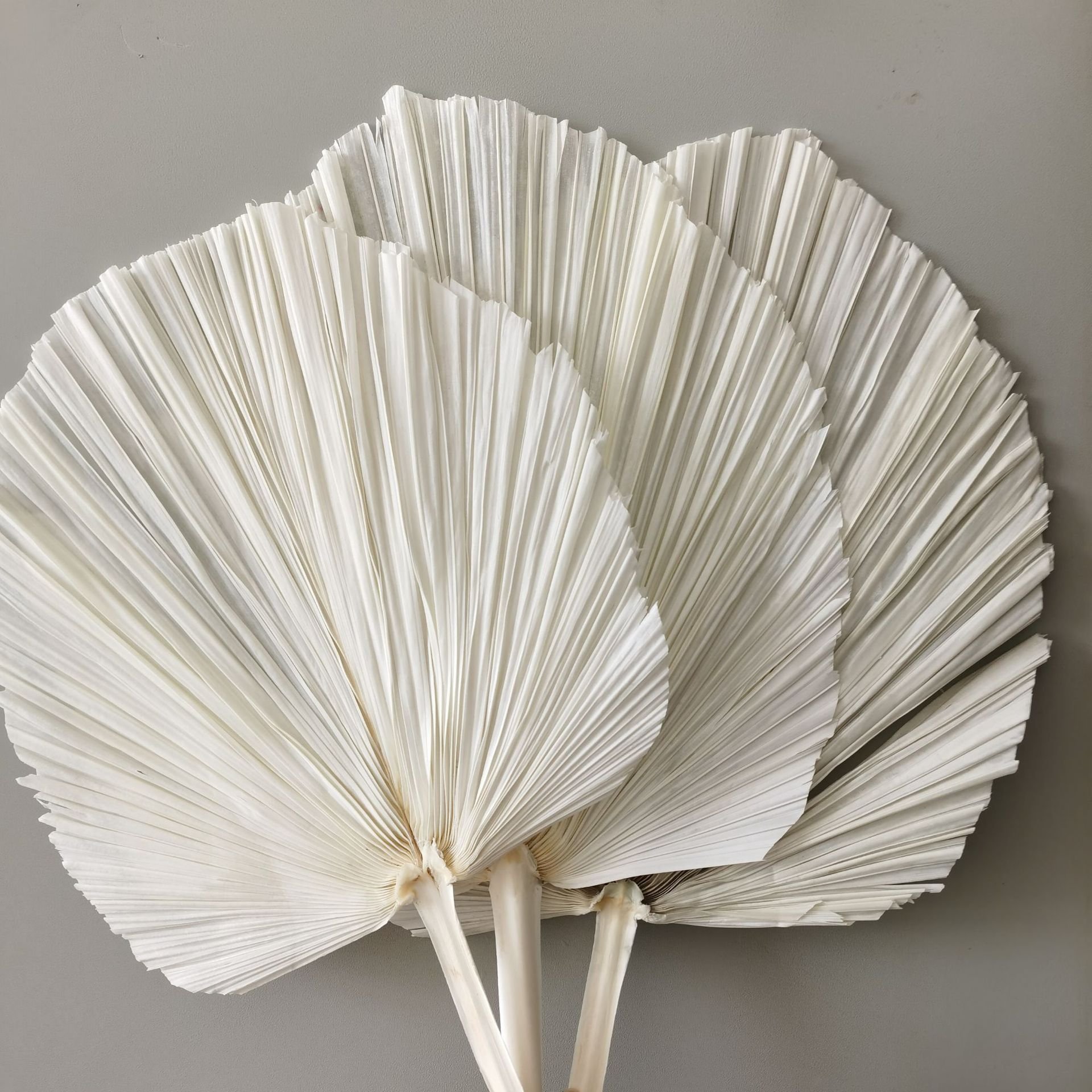 dried flowers and plants for Flower arrangement Home dried leaf natural plant branch leaf floral palm fan palm