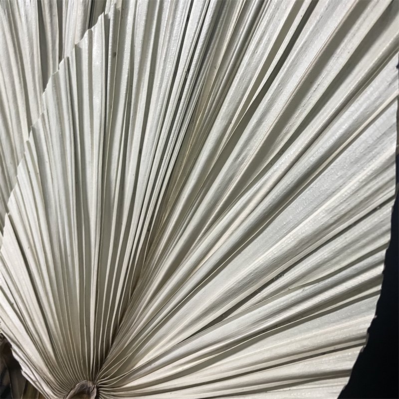 dried flowers and plants for Flower arrangement Home dried leaf natural plant branch leaf floral palm fan palm