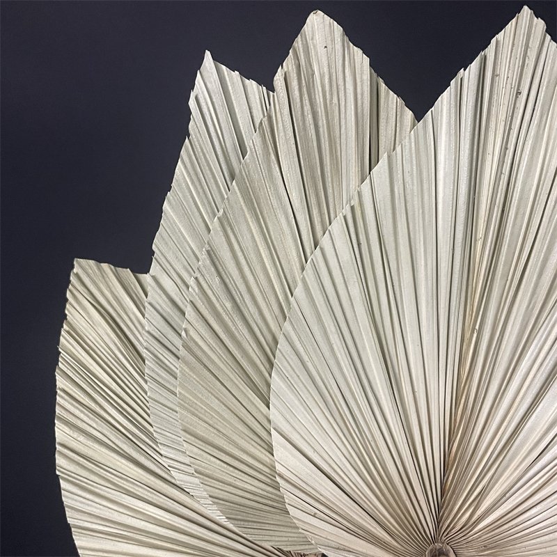 dried flowers and plants for Flower arrangement Home dried leaf natural plant branch leaf floral palm fan palm