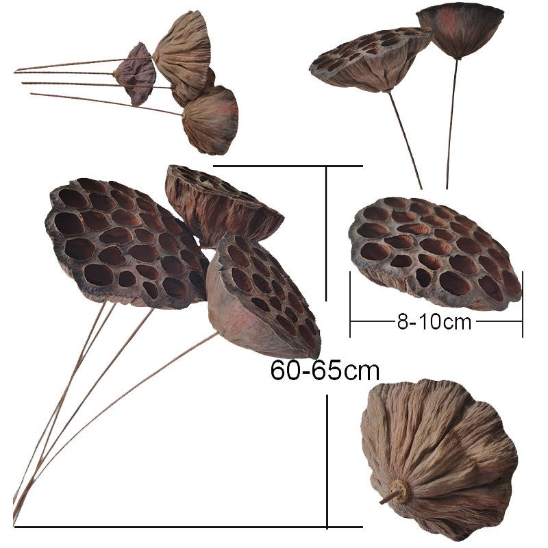 Natural Dried Lotus Flower Home Wedding Decoration Wholesale Flowers Boho Style Natural Handmade Dried Flowers Lotus