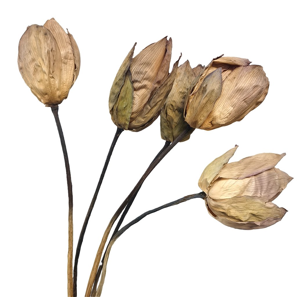 Natural Dried Lotus Flower Home Wedding Decoration Wholesale Flowers Boho Style Natural Handmade Dried Flowers Lotus