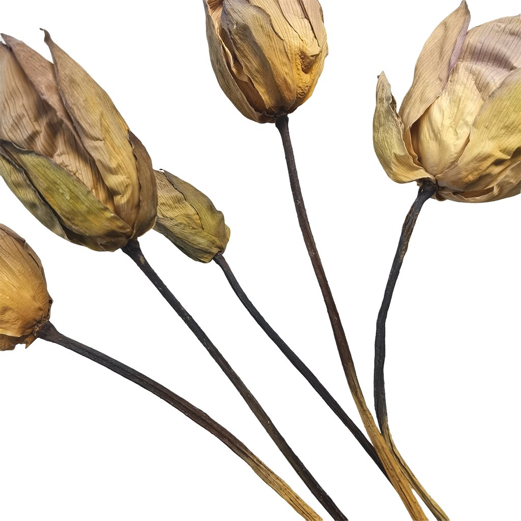 Natural Dried Lotus Flower Home Wedding Decoration Wholesale Flowers Boho Style Natural Handmade Dried Flowers Lotus