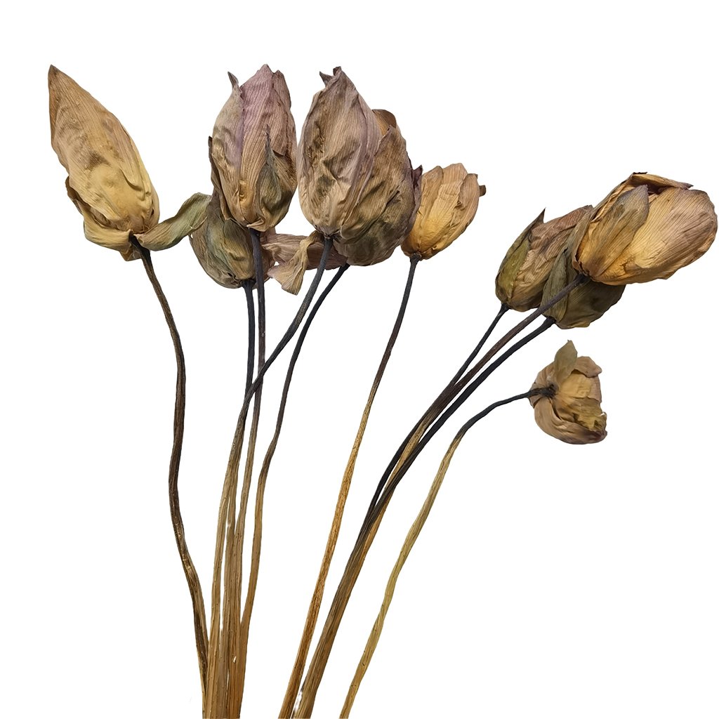 Natural Dried Lotus Flower Home Wedding Decoration Wholesale Flowers Boho Style Natural Handmade Dried Flowers Lotus