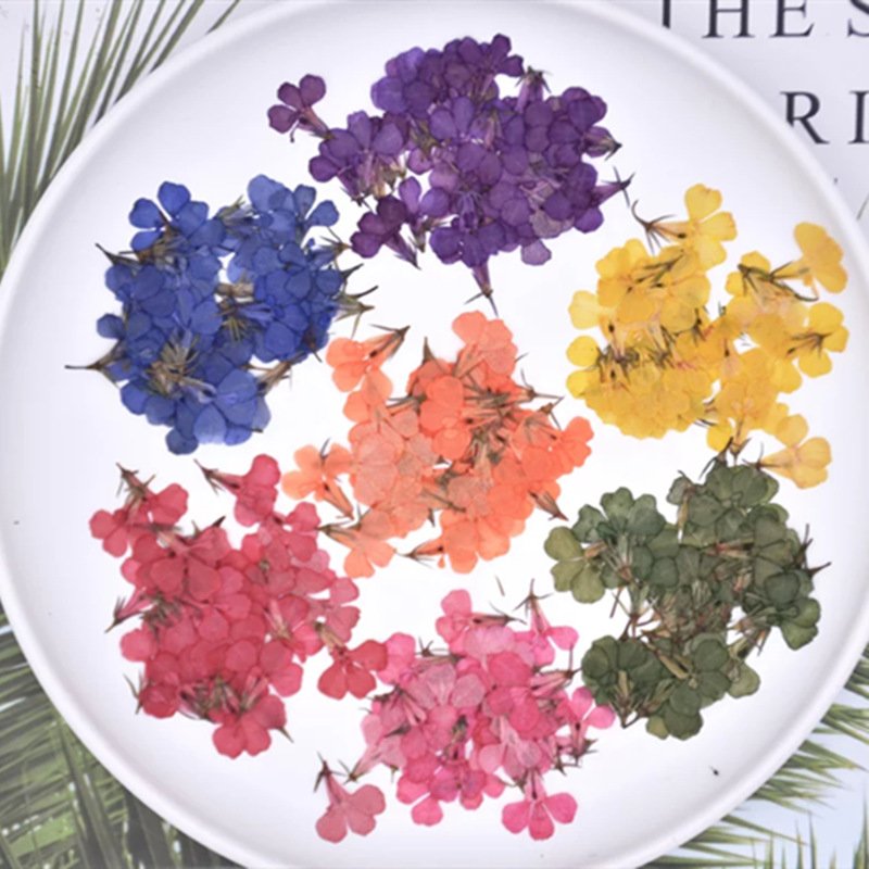 MNR1954 dried pressed flower for making necklace