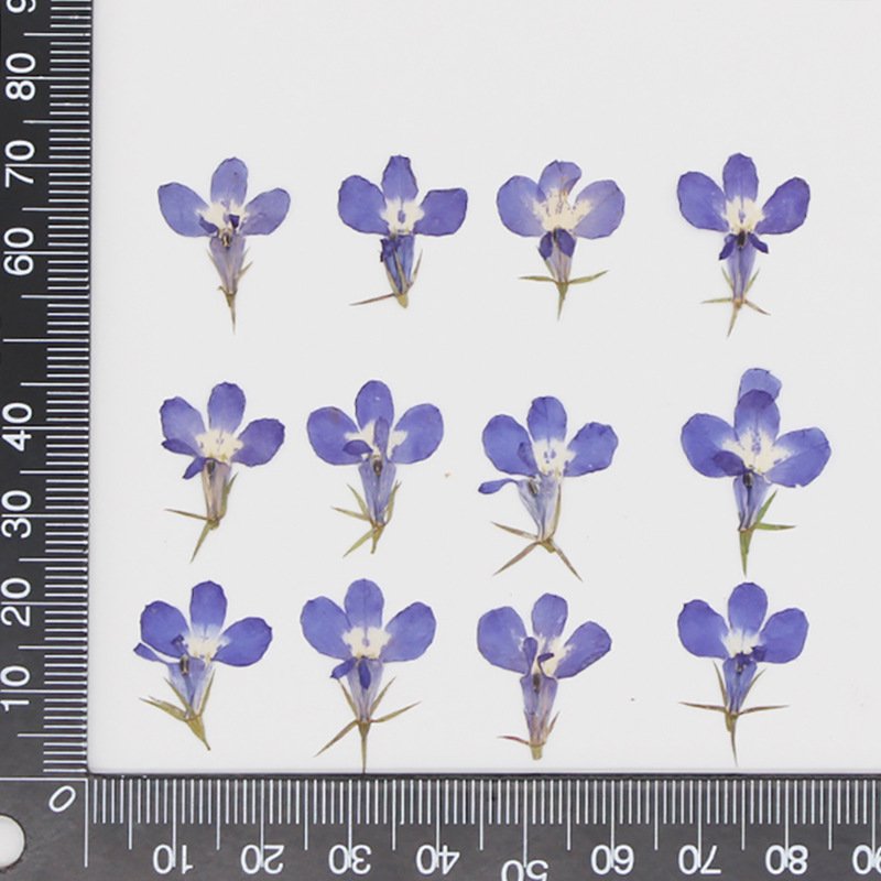 MNR1954 dried pressed flower for making necklace