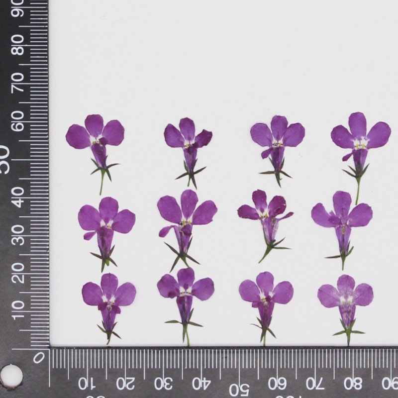 MNR1954 dried pressed flower for making necklace