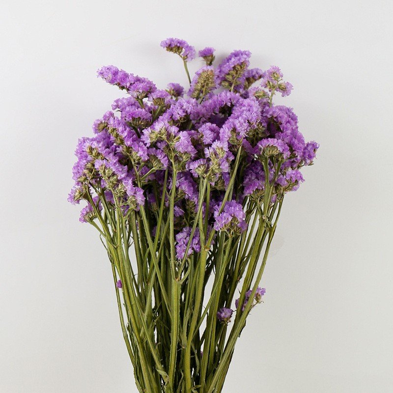 Top Seller Yunnan Dried Flowers Factory Direct Sales Forget Me Not Floral Arrangement and Matching for Home Decor