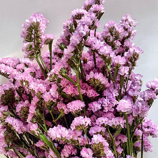 Top Seller Yunnan Dried Flowers Factory Direct Sales Forget Me Not Floral Arrangement and Matching for Home Decor