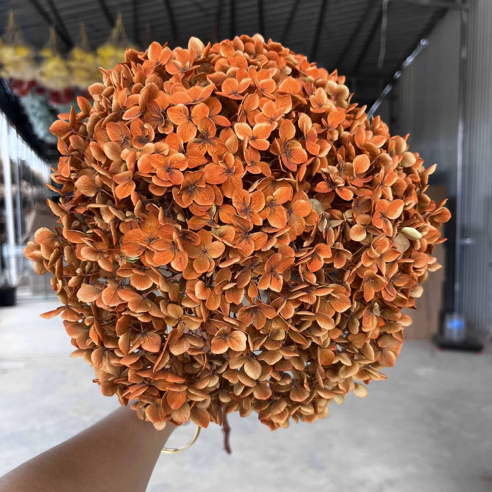 Factory supply high quality high large hydrangea flower color absorption preserved hydrangea for wedding home decoration