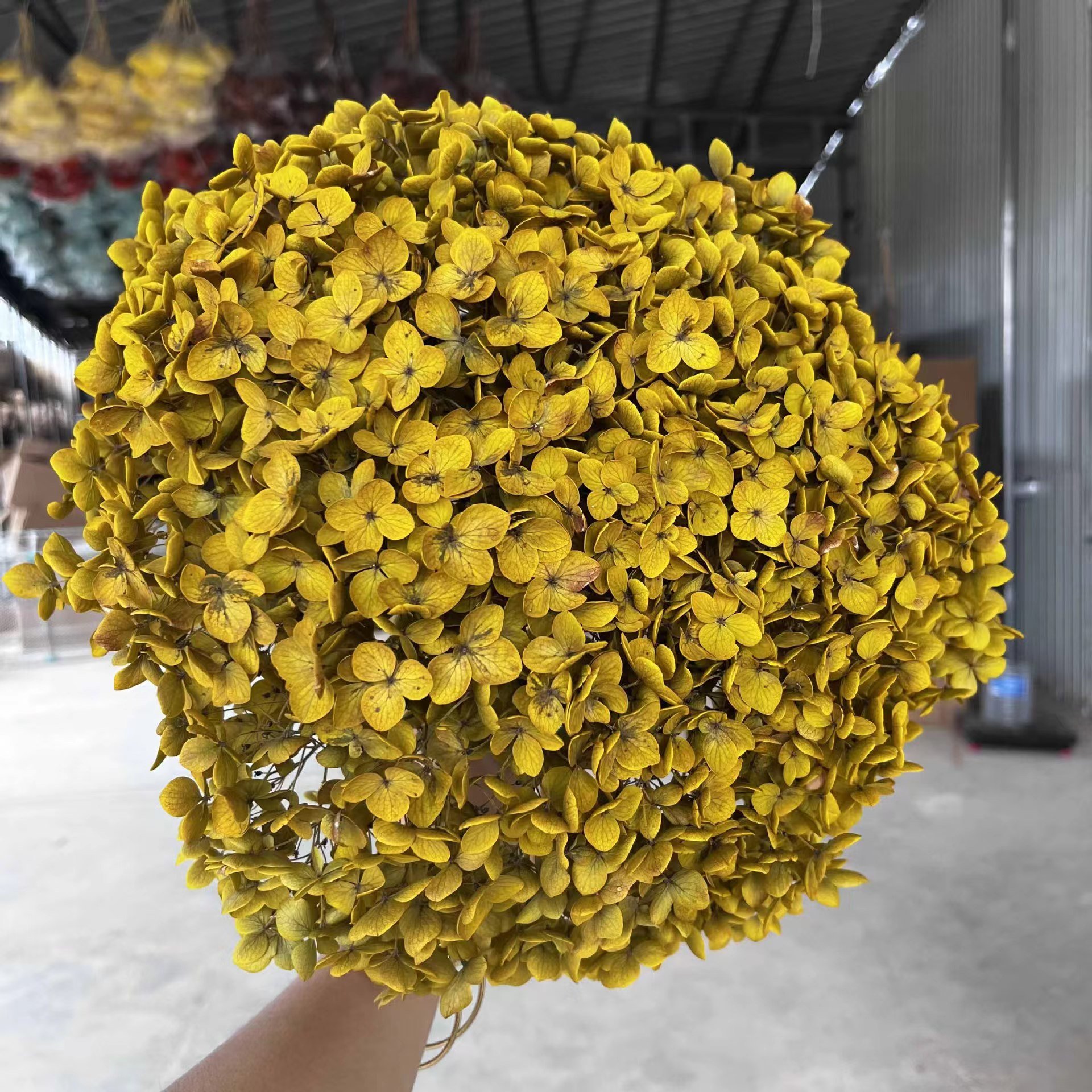 Factory supply high quality high large hydrangea flower color absorption preserved hydrangea for wedding home decoration