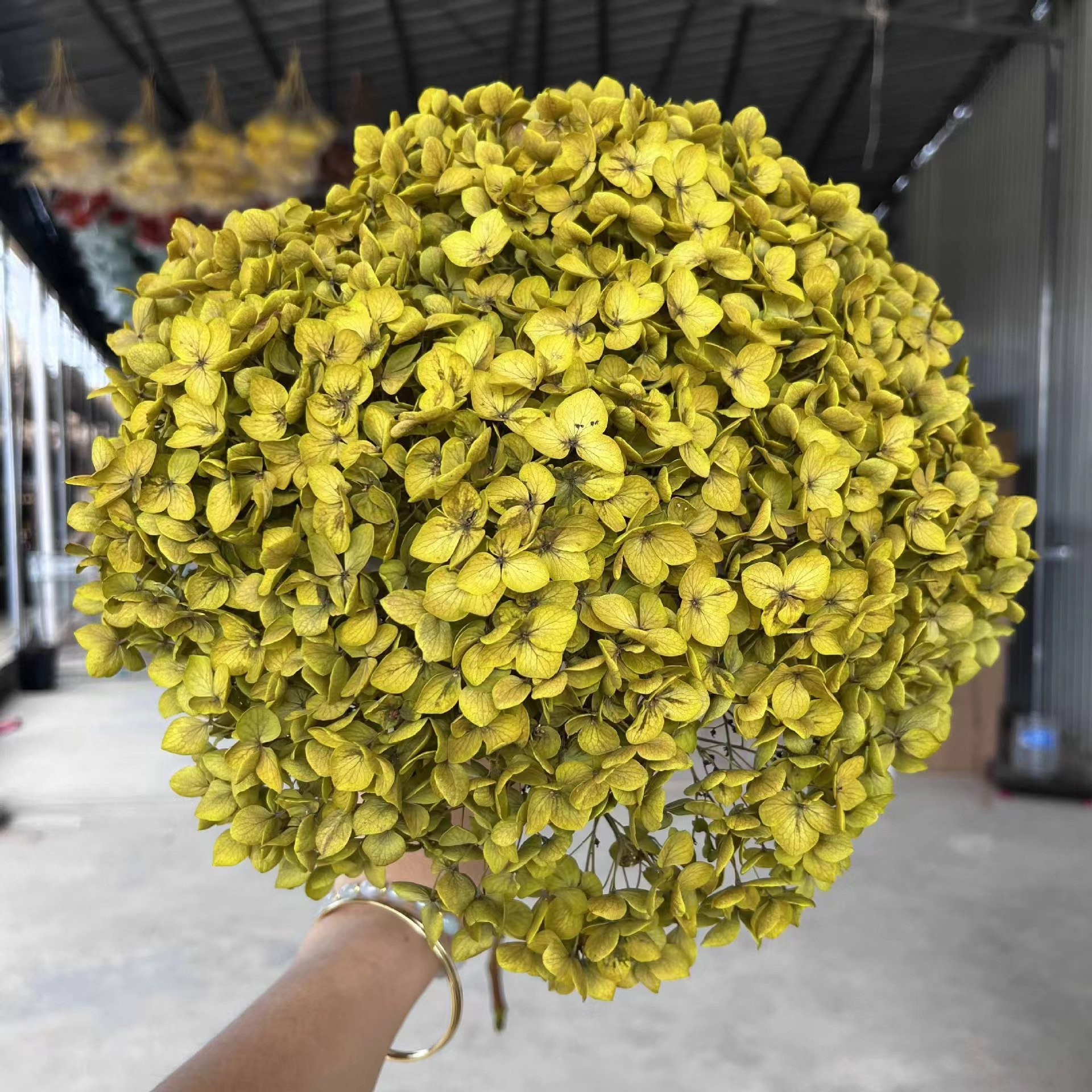 Factory supply high quality high large hydrangea flower color absorption preserved hydrangea for wedding home decoration