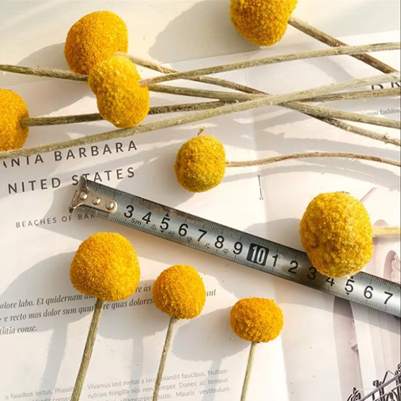 Dried Natural Mini Small Pineapple Happy Flower,1cm Daisy Flower,Home Decor,Floral Arrangement