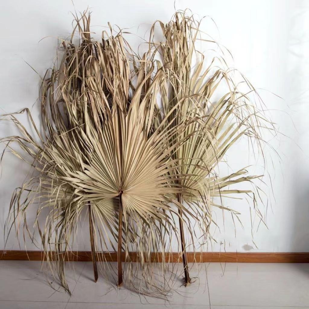 Top Sale Wholesale Dried Flowers Large Dried Natural Palm Leaves for Decoration