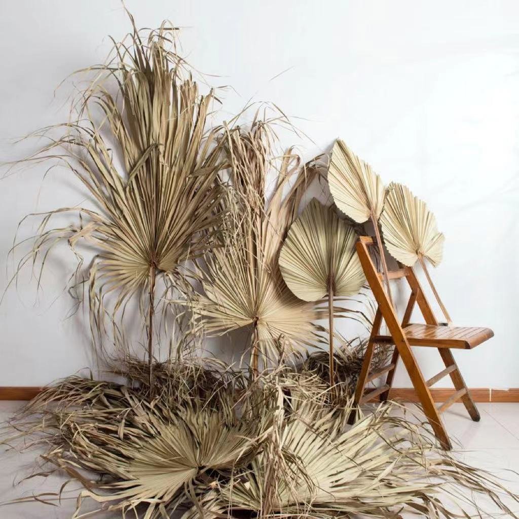 Top Sale Wholesale Dried Flowers Large Dried Natural Palm Leaves for Decoration