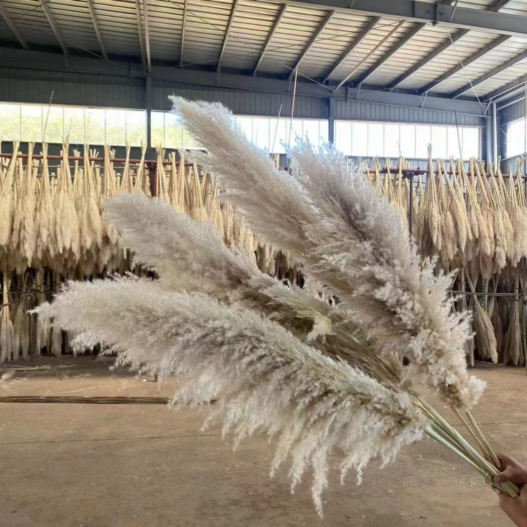 large decorative fluffy tall black dried flower short faux pompas grass decor pampas grass for party decorations pampas flowers