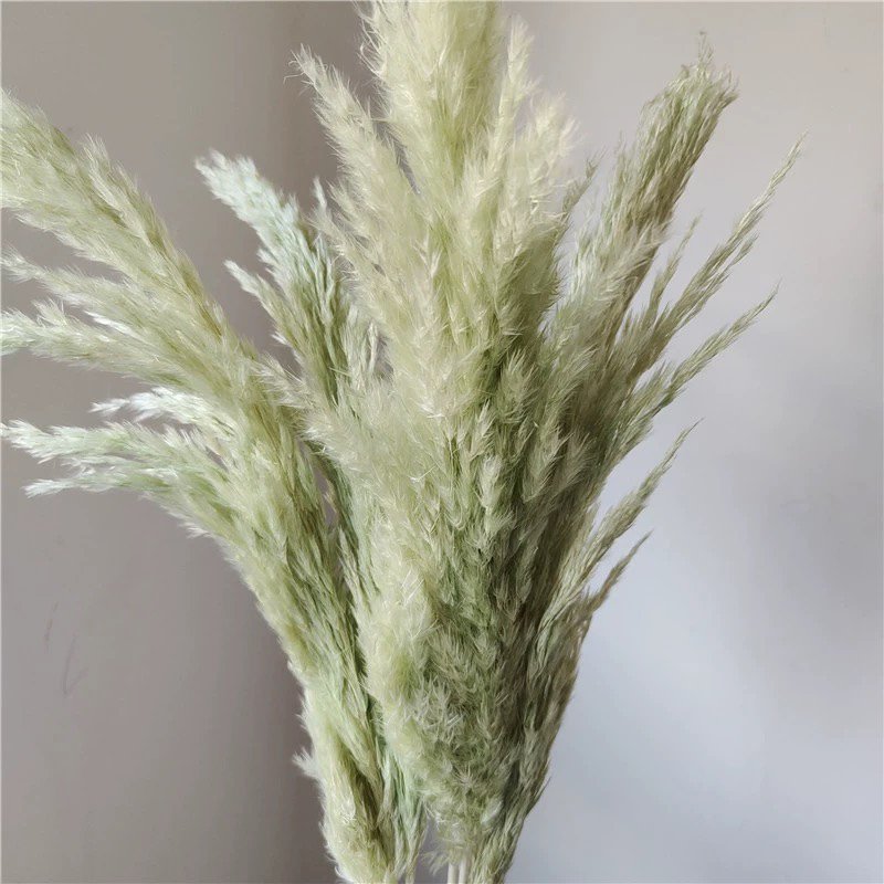White Color Tall Large Pompas Grass Boho Neutral Home Decor Bouquet Fluffy Plant for Floor Vase Wedding Floral Table Decor