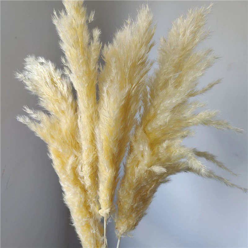 White Color Tall Large Pompas Grass Boho Neutral Home Decor Bouquet Fluffy Plant for Floor Vase Wedding Floral Table Decor